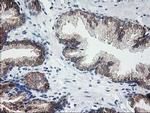 LCMT1 Antibody in Immunohistochemistry (Paraffin) (IHC (P))