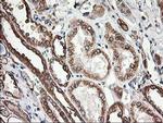 beta-4 Tubulin Antibody in Immunohistochemistry (Paraffin) (IHC (P))