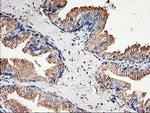 beta-4 Tubulin Antibody in Immunohistochemistry (Paraffin) (IHC (P))