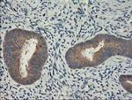 PBDC1 Antibody in Immunohistochemistry (Paraffin) (IHC (P))