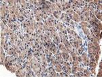 OSBP Antibody in Immunohistochemistry (Paraffin) (IHC (P))