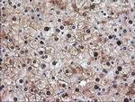 Aminoacylase Antibody in Immunohistochemistry (Paraffin) (IHC (P))