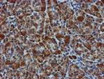 GATM Antibody in Immunohistochemistry (Paraffin) (IHC (P))