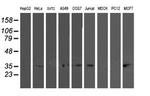 TOMM34 Antibody in Western Blot (WB)