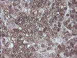 CBR3 Antibody in Immunohistochemistry (Paraffin) (IHC (P))