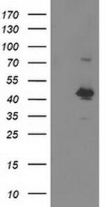 OBFC1 Antibody in Western Blot (WB)