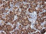 PHF21B Antibody in Immunohistochemistry (Paraffin) (IHC (P))