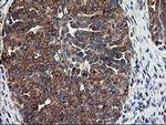 TRAP alpha Antibody in Immunohistochemistry (Paraffin) (IHC (P))