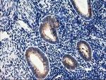 TRAP alpha Antibody in Immunohistochemistry (Paraffin) (IHC (P))