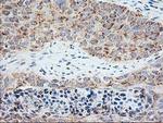 TRAP alpha Antibody in Immunohistochemistry (Paraffin) (IHC (P))