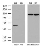 PTP1B Antibody in Western Blot (WB)
