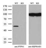 PTP1B Antibody in Western Blot (WB)