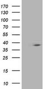 HSPBP1 Antibody in Western Blot (WB)
