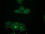 LGR5 Antibody in Immunocytochemistry (ICC/IF)