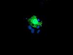 MCAK Monoclonal Antibody (OTI1C5)
