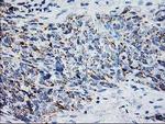 XPNPEP3 Antibody in Immunohistochemistry (Paraffin) (IHC (P))