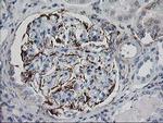 IRF6 Antibody in Immunohistochemistry (Paraffin) (IHC (P))