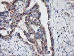 IRF6 Antibody in Immunohistochemistry (Paraffin) (IHC (P))