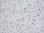 Nudel Antibody in Immunohistochemistry (Paraffin) (IHC (P))