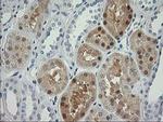 Nudel Antibody in Immunohistochemistry (Paraffin) (IHC (P))