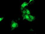 HSPBP1 Monoclonal Antibody (OTI1F3)