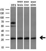 PGAM2 Antibody in Western Blot (WB)