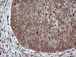 PDE4B Antibody in Immunohistochemistry (Paraffin) (IHC (P))