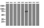 PDE4B Antibody in Western Blot (WB)