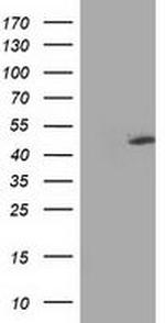 MTFMT Antibody in Western Blot (WB)