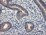 MTFMT Antibody in Immunohistochemistry (Paraffin) (IHC (P))