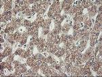 MTFMT Antibody in Immunohistochemistry (Paraffin) (IHC (P))