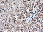 CDKN3 Antibody in Immunohistochemistry (Paraffin) (IHC (P))