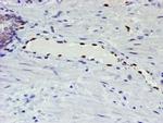 ELK3 Antibody in Immunohistochemistry (Paraffin) (IHC (P))