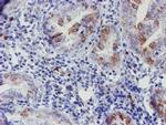 ELK3 Antibody in Immunohistochemistry (Paraffin) (IHC (P))
