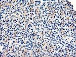 DPP10 Antibody in Immunohistochemistry (Paraffin) (IHC (P))