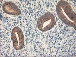 Ribophorin I Antibody in Immunohistochemistry (Paraffin) (IHC (P))
