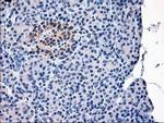 Calpain 9 Antibody in Immunohistochemistry (Paraffin) (IHC (P))