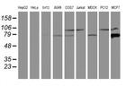 Calpain 9 Antibody in Western Blot (WB)