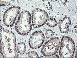 ALS2CR1 Antibody in Immunohistochemistry (Paraffin) (IHC (P))