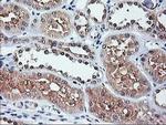 ALS2CR1 Antibody in Immunohistochemistry (Paraffin) (IHC (P))