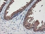 ALS2CR1 Antibody in Immunohistochemistry (Paraffin) (IHC (P))