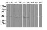 SERPINB13 Monoclonal Antibody (OTI1A7)