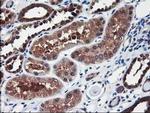ALS2CR1 Antibody in Immunohistochemistry (Paraffin) (IHC (P))