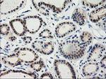 TBC1D21 Antibody in Immunohistochemistry (Paraffin) (IHC (P))