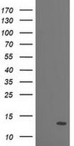PDE6 gamma Antibody in Western Blot (WB)