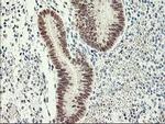 RbAp46 Antibody in Immunohistochemistry (Paraffin) (IHC (P))