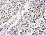 RbAp46 Antibody in Immunohistochemistry (Paraffin) (IHC (P))