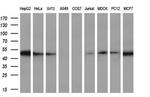 RbAp46 Antibody in Western Blot (WB)