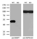 RbAp46 Antibody in Western Blot (WB)