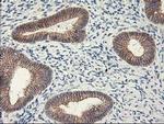 APBB3 Antibody in Immunohistochemistry (Paraffin) (IHC (P))